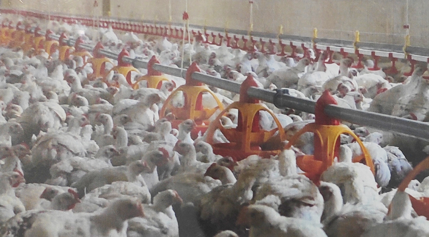 養(yǎng)殖場自動(dòng)投喂器纖維絞盤繩 養(yǎng)殖場自動(dòng)投喂器纖維絞盤繩